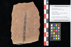 Foto (Objekt + Etikett) von Sparganium acheronticum Unger (NHMW-GEO-2024-0188-0436)